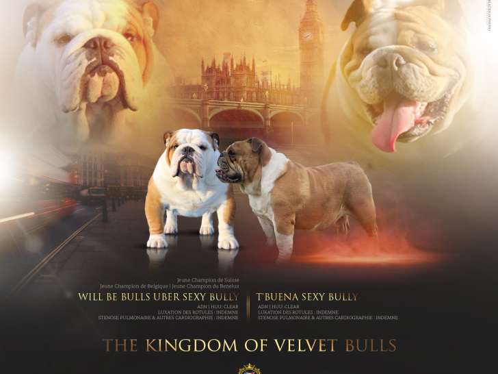 Bouledogue Anglais avec pedigree FCI