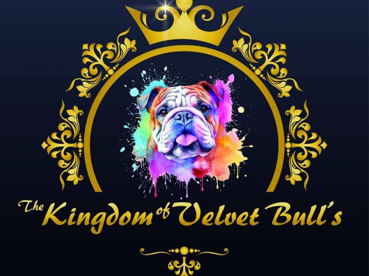Bouledogue Anglais avec pedigree FCI