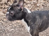 Boston Terrier disponible pour saillie