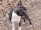 Boston Terrier disponible pour saillie