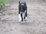 Boston Terrier disponible pour saillie