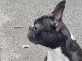 Boston Terrier disponible pour saillie