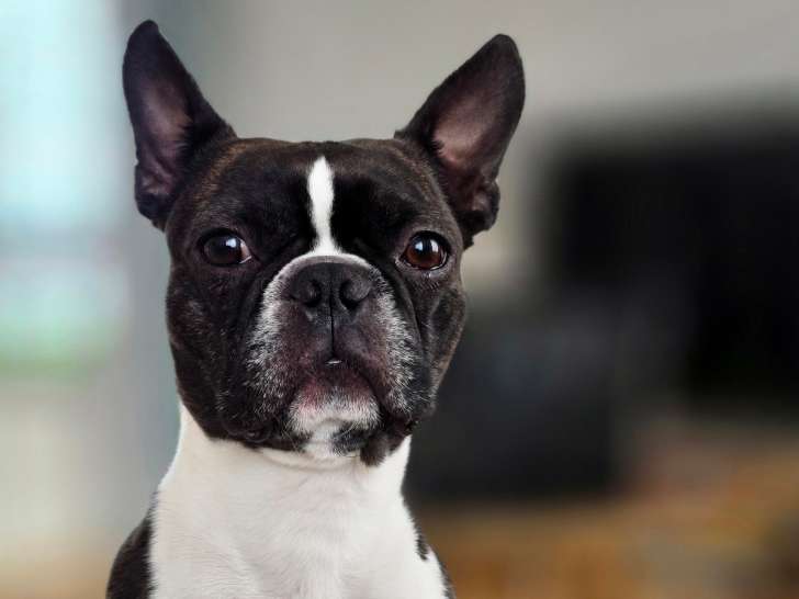 Boston Terrier disponible pour saillie