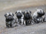 Chiots Lhassa Apso LOF