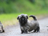Chiots Lhassa Apso LOF