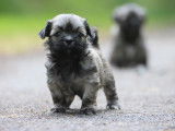 Chiots Lhassa Apso LOF