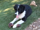 Chiot Border Collie m&acirc;le &agrave; vendre