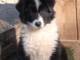 Chiot Border Collie m&acirc;le &agrave; vendre