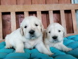 À réserver des chiots Golden Retrievers LOF