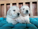 À réserver des chiots Golden Retrievers LOF