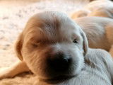 À réserver des chiots Golden Retrievers LOF