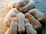 À réserver des chiots Golden Retrievers LOF