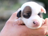 4 chiots Jack Russells LOF &agrave; r&eacute;server