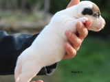 4 chiots Jack Russells LOF &agrave; r&eacute;server