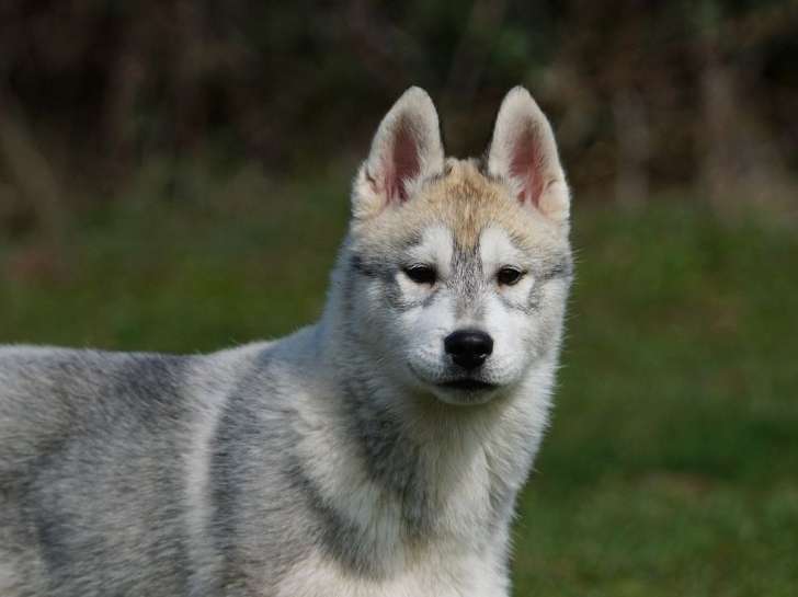 À vendre 3 chiots Huskies de Sibérie mâles gris LOF