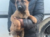 Disponibles à l’achat 3 chiots Bergers Belges Malinois non LOF