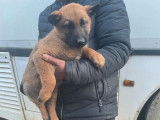 Disponibles à l’achat 3 chiots Bergers Belges Malinois non LOF