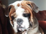 Chien Bulldog Anglais fauve LOF de 2 ans disponible pour une saillie