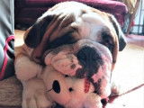 Chien Bulldog Anglais fauve LOF de 2 ans disponible pour une saillie