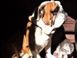 Chien Bulldog Anglais fauve LOF de 2 ans disponible pour une saillie