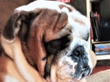 Chien Bulldog Anglais fauve LOF de 2 ans disponible pour une saillie