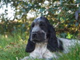 3 chiots mâles Cockers Anglais bleu rouan LOF disponibles