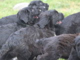 À vendre : des chiots Bergers de Brie noirs LOF