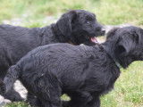 À vendre : des chiots Bergers de Brie noirs LOF