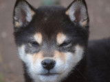 2 chiot Shiba Inu LOF disponibles à l’achat