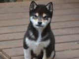 2 chiot Shiba Inu LOF disponibles à l’achat