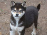 2 chiot Shiba Inu LOF disponibles à l’achat