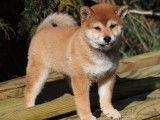 2 chiot Shiba Inu LOF disponibles à l’achat