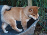 2 chiot Shiba Inu LOF disponibles à l’achat