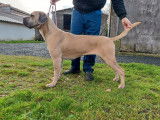 Chienne Cane Corso LOF au pelage froment disponible
