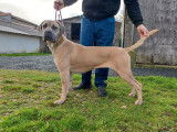 Chienne Cane Corso LOF au pelage froment disponible
