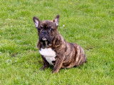 Chiot mâle Bouledogue Français bringé LOF disponible