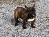 Chiot mâle Bouledogue Français bringé LOF disponible