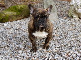 Chiot mâle Bouledogue Français bringé LOF disponible