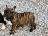 Chiot mâle Bouledogue Français bringé LOF disponible