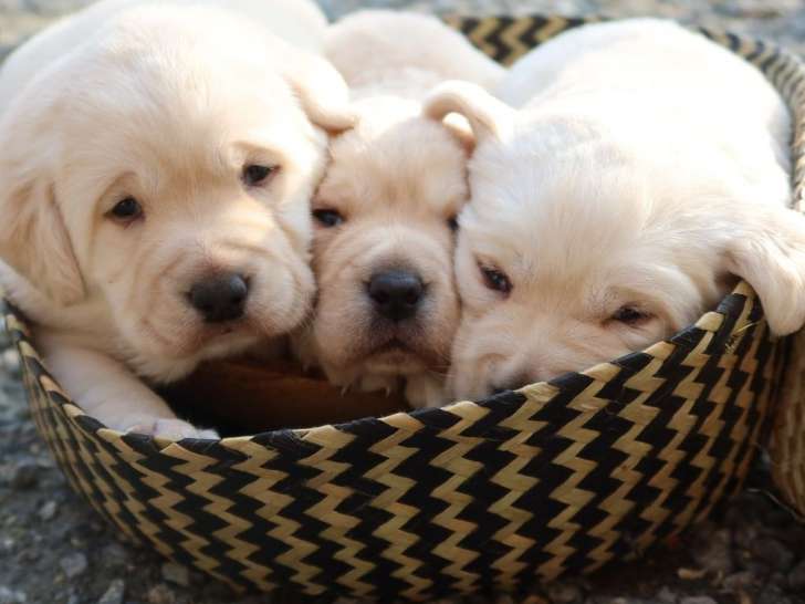 5 chiots Labradors LOF à réserver
