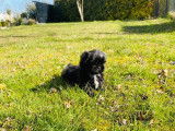 Chiot femelle Shih Tzu noire à vendre