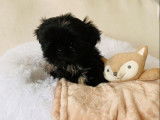 Chiot femelle Shih Tzu noire à vendre