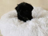 Chiot femelle Shih Tzu noire à vendre