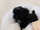 Chiot femelle Shih Tzu noire à vendre