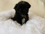 Chiot femelle Shih Tzu noire à vendre