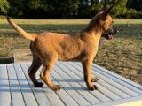 10 chiots Malinois LOF, de mars 2023, à réserver