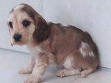 8 chiots Cockers Anglais disponibles