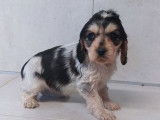 8 chiots Cockers Anglais disponibles