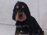 8 chiots Cockers Anglais disponibles