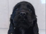 8 chiots Cockers Anglais disponibles